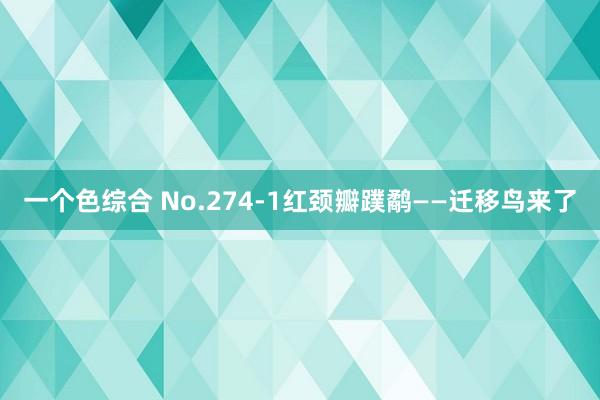 一个色综合 No.274-1红颈瓣蹼鹬——迁移鸟来了