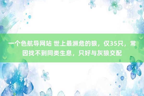 一个色航导网站 世上最濒危的狼，仅35只，常因找不到同类生息，只好与灰狼交配